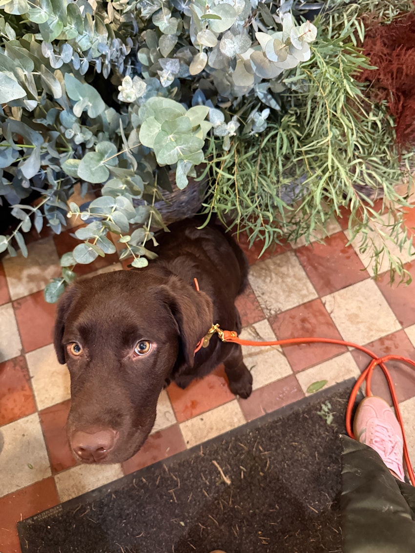 Tisdagsstatus, foto #9 av Paula Rosas