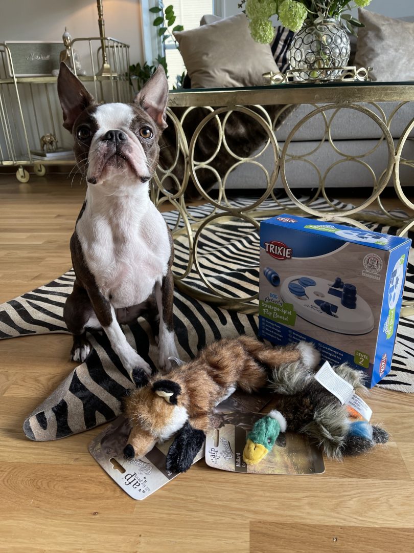 VetZoo Svea sitter nöjd med sina födelsedagspresenter. Leksaker från VetZoo & Trixie.