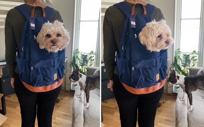 Ryggsäck att bära hunden i från VetZoo