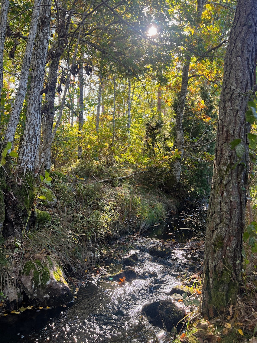 Hemlig öppning i skogen, foto #15 av Malin Wollin