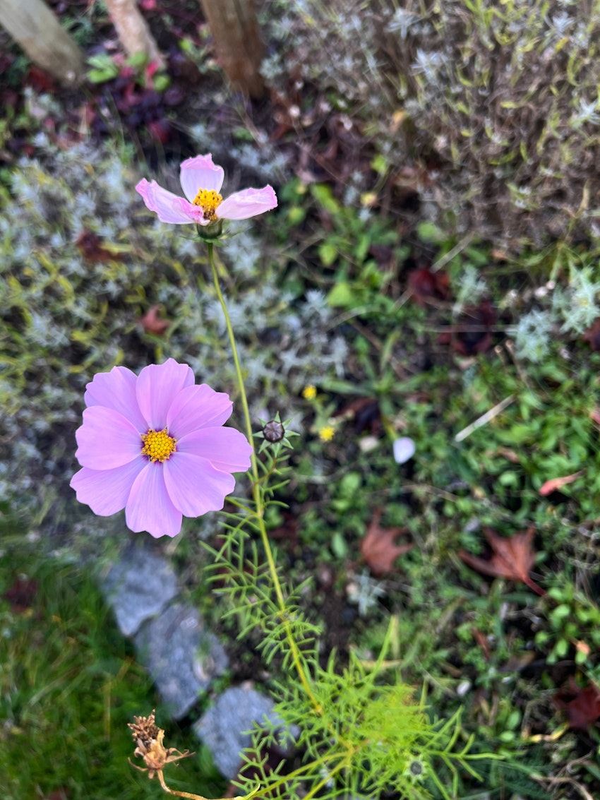 Murgröna, rosenskära och Anna-Karin Hatt, foto #3 av Malin Wollin
