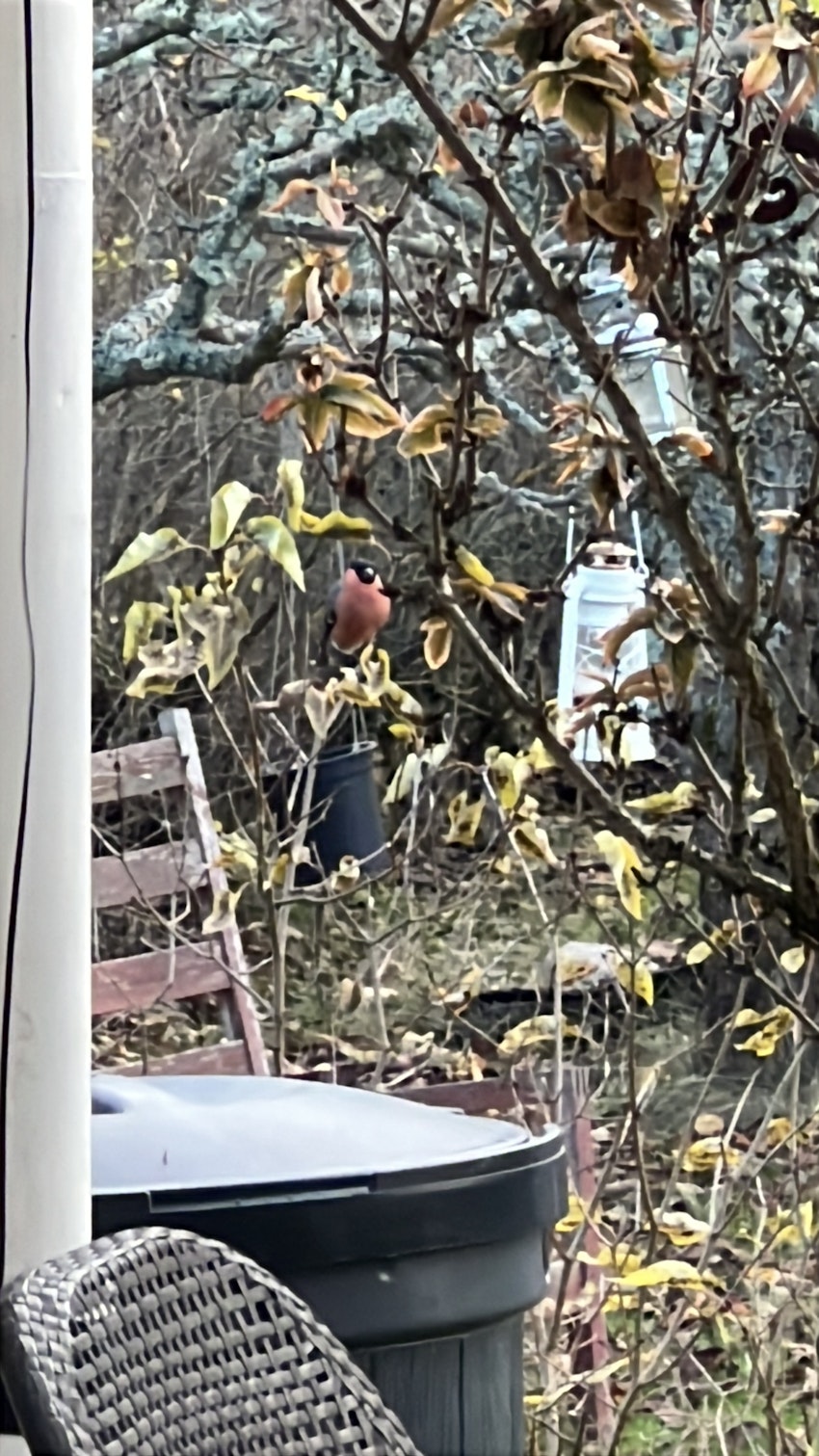 Den godaste tra(i)nmackan, foto #3 av Malin Wollin