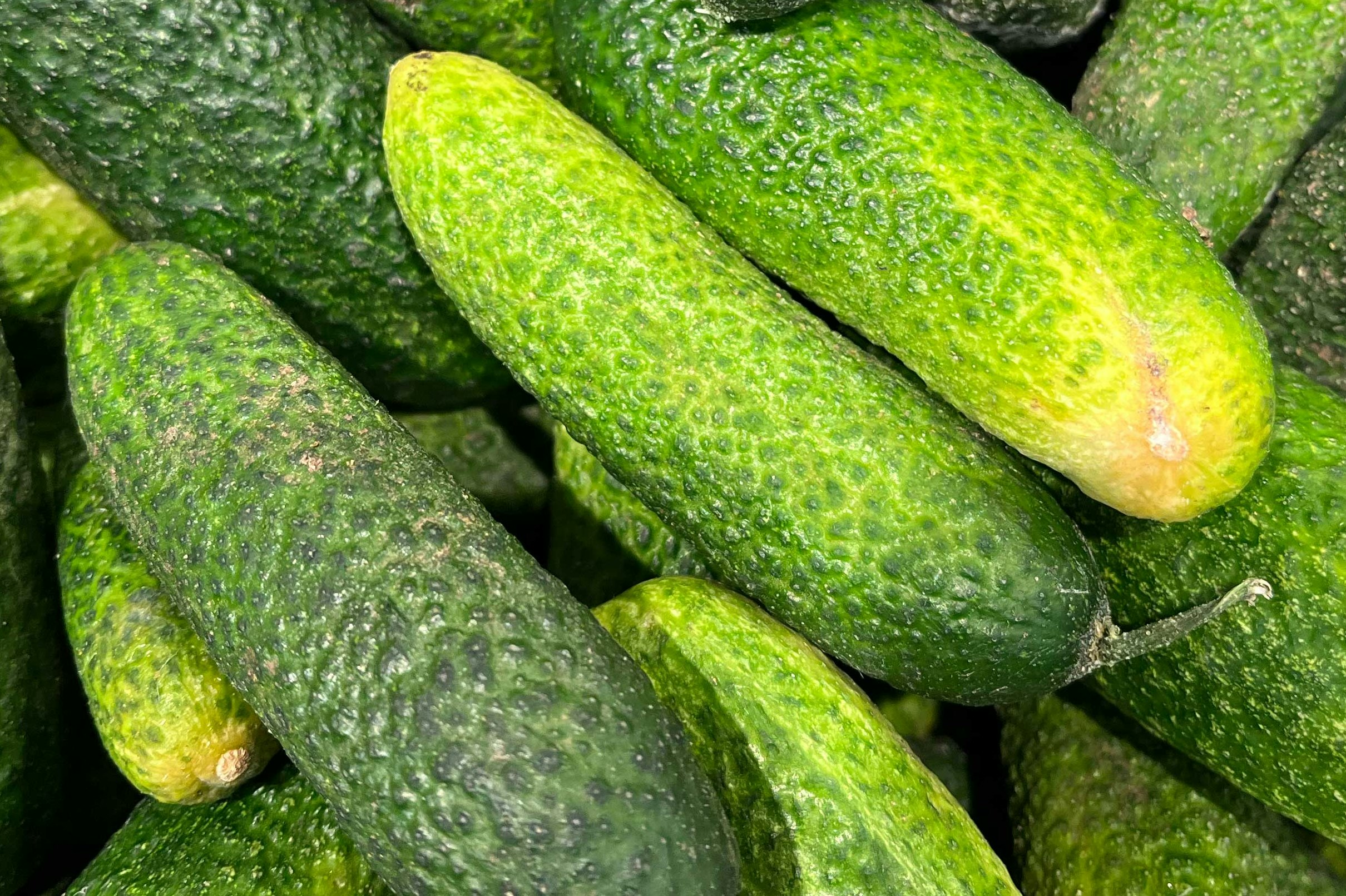 Vintage paypoqlarning fotosurati Eshak porno surat