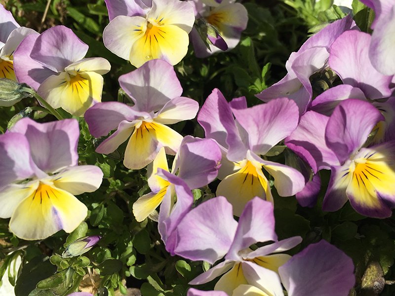 Så får du penséerna blomma hela sommaren | Maud Holmberg Klyft